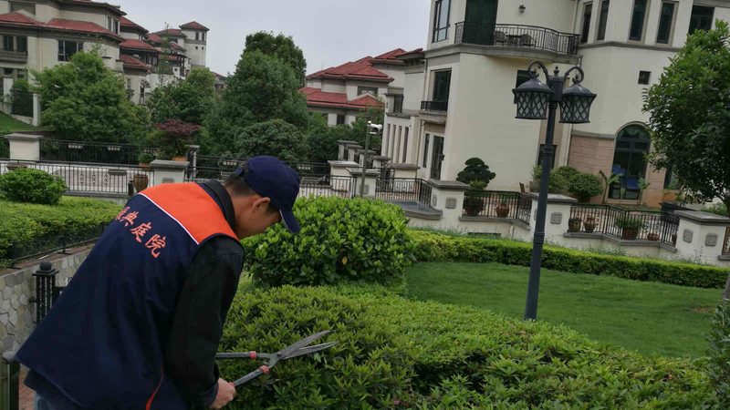 绿植租赁养护，频率规范揭秘**