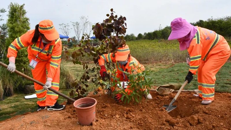 庭院草坪铺设材料对比：选择与养护的要点解析