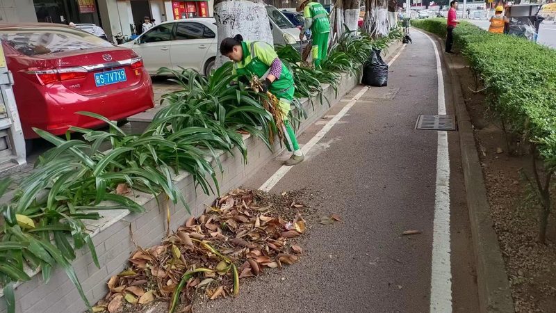 苗木病虫害防治，如何选择专业服务？**