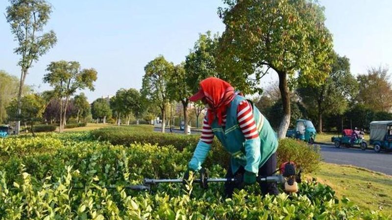 预算报价总是超？问题出在绿化工程的特殊性上