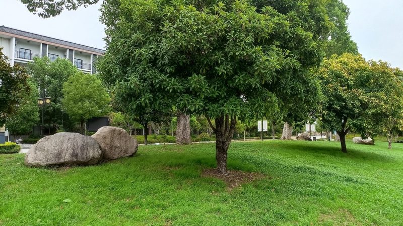 市政绿化预算定额标准：解析与实操要点